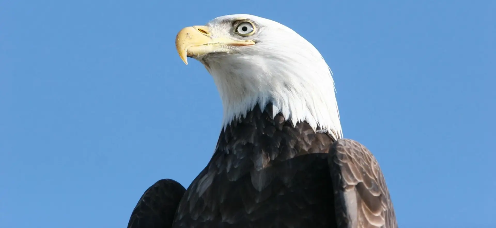 A bald eagle is looking up at the sky.