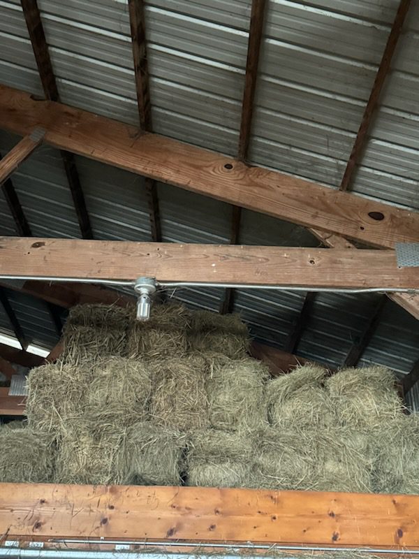 Stacked hay bales in barn loft under beams
