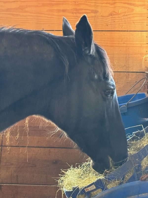 Black horse eating hay in wooden stable