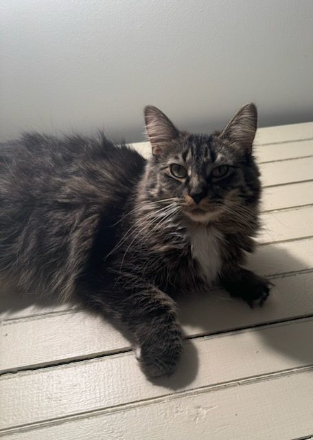 Fluffy tabby cat resting on white planks