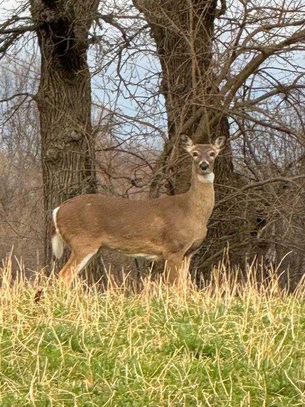 Doe standing in grassy field by trees