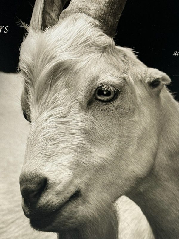 Closeup white goat portrait with horns