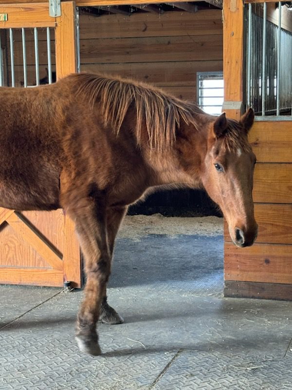 Chestnut horse in wooden stable doorway