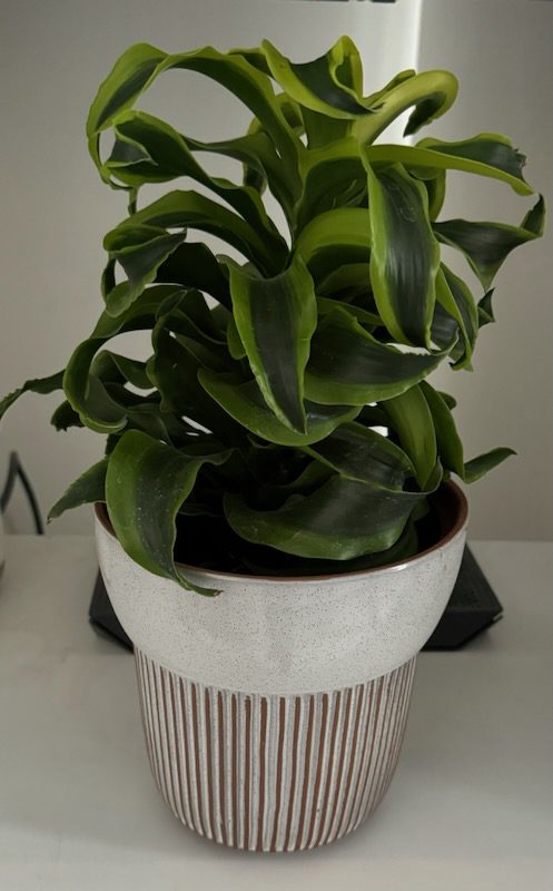 Curly green houseplant in striped ceramic pot