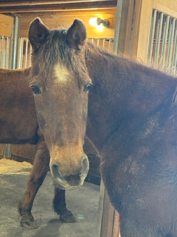 Close-up brown horse with white forehead marking