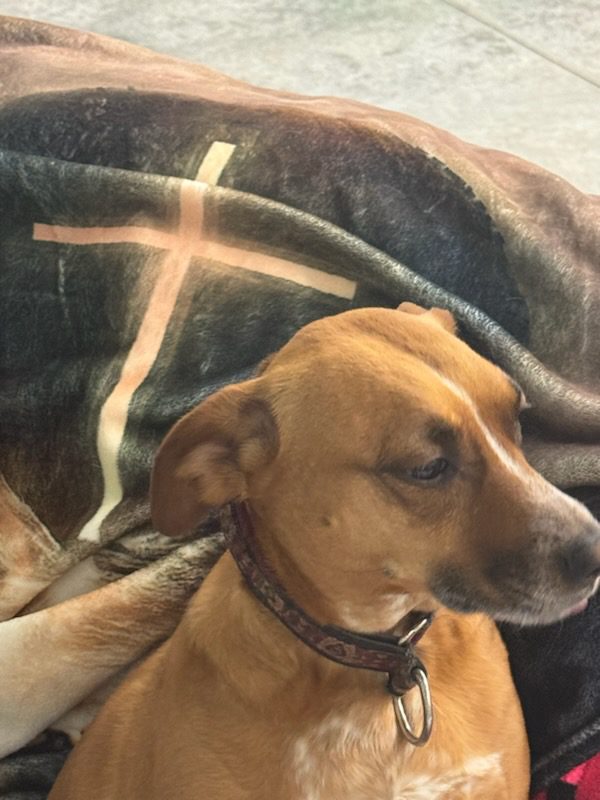 Tan dog wearing collar resting by blanket