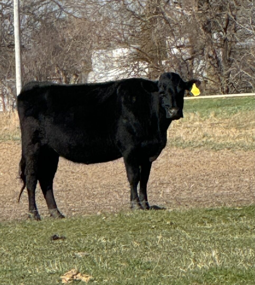 blackCow